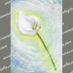 calla